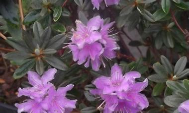 紫花杜鹃怎么养护和管理（详解杜鹃花栽培技术）