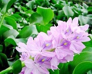 水葫芦怎么养才好（水葫芦的养殖方法讲解）