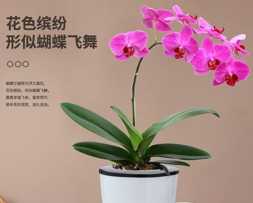 蝴蝶兰花凋谢后怎么养（有关蝴蝶兰的养护技巧）