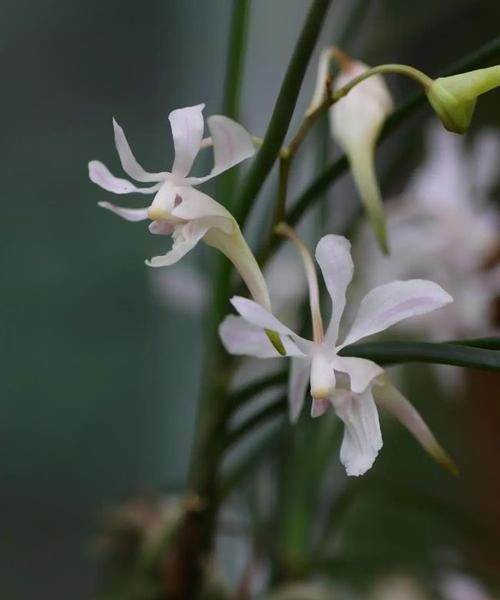 植物中的熊猫是什么（国家一级保护植物讲解）