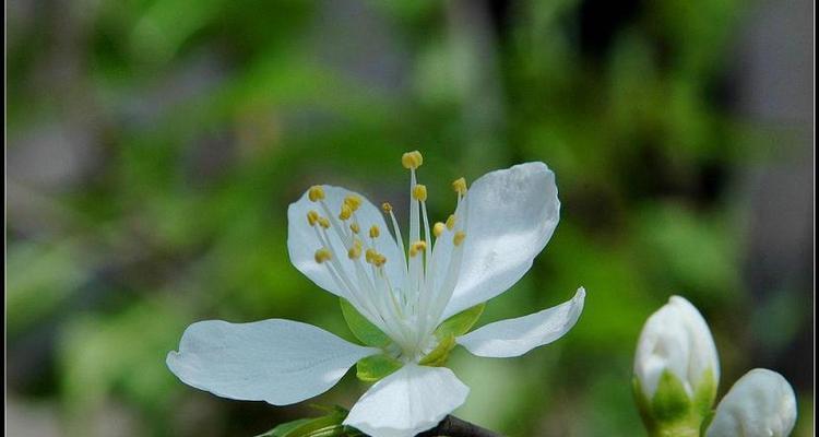 梨花什么颜色什么时候开花（有关梨花的花期时间）