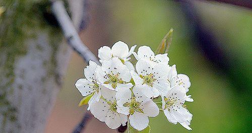 梨花什么颜色什么时候开花（有关梨花的花期时间）