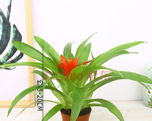 火鹤怎么养才能更旺盛（有关火鹤花的养护知识）