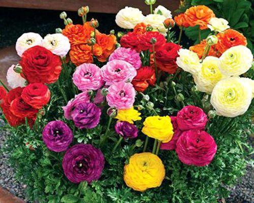 芹菜什么时候种最合适（芹菜的种植方法和时间）