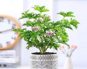 驱蚊草怎么养（详解驱蚊草养护知识）