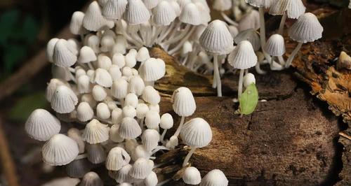 种植蘑菇需要什么条件（蘑菇的生长环境和需求）