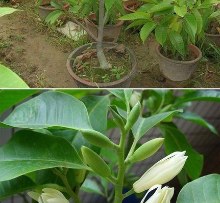 含笑花怎么养植（含笑花的养殖方法讲解）