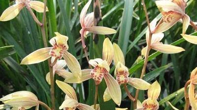 野生兰花的种植方法和技巧（栽种兰花的技巧）