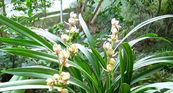 野生兰花的种植方法和技巧（栽种兰花的技巧）