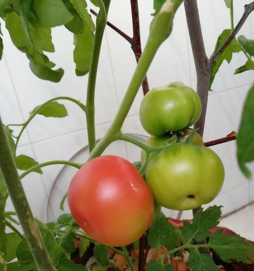 西红柿如何种植（番茄种植技术与管理）