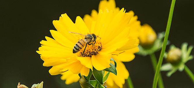 蜜蜂养殖前景如何（蜜蜂养殖技术大全）