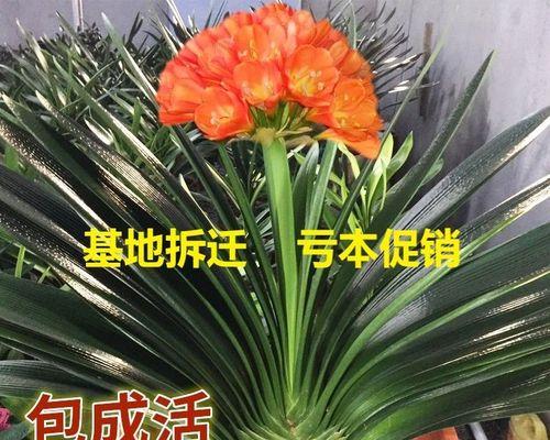 室内养不死的植物排名（适合室内种植的植物推荐）