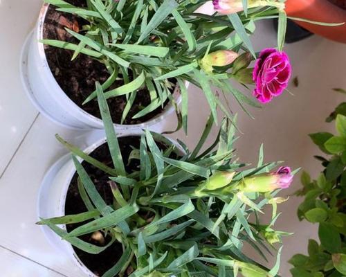 玫瑰花鲜花怎么养时间比较久（种植玫瑰花的方法与技巧）
