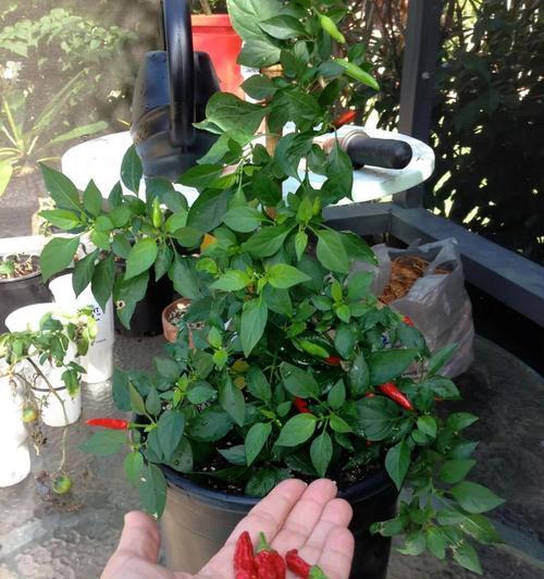 辣椒如何种植产量高（辣椒高产栽培技术要点）
