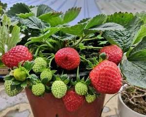 新手怎么种植草莓种子（阳台草莓盆栽栽培技巧）