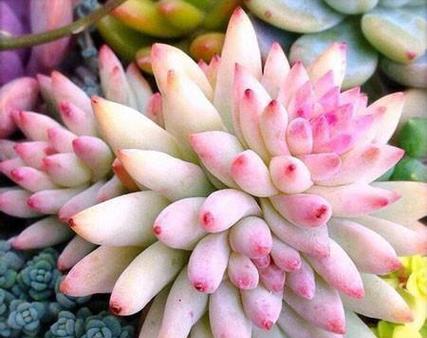 种花养花常识有哪些（新手养花入门基础攻略）