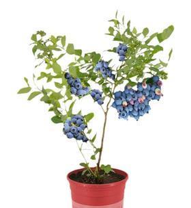 家庭种植蓝莓怎么栽（家庭蓝莓种植方法讲解）