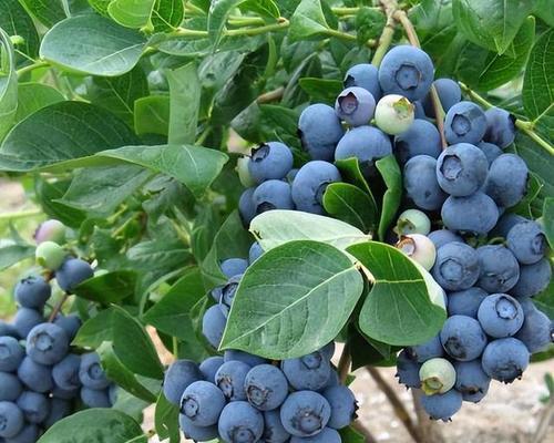 家庭种植蓝莓怎么栽（家庭蓝莓种植方法讲解）