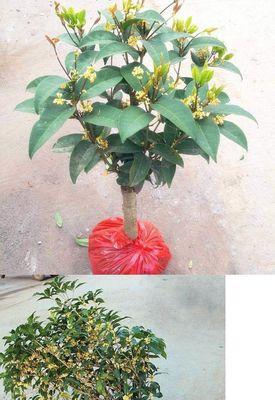 桂花的品种有多少种（最常见的桂花品种排名）