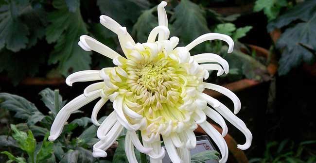菊花在什么时候开放（观赏菊花花期简介）