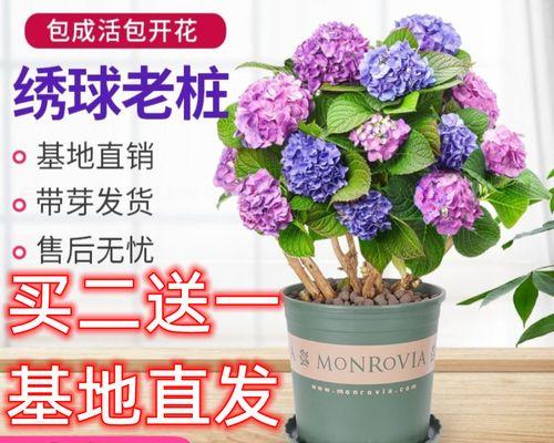 绣球花可以放在室内吗