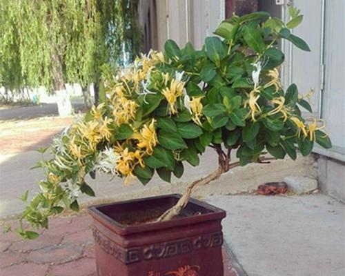 金银花盆景怎么修剪（金银花盆景的修剪与养护）