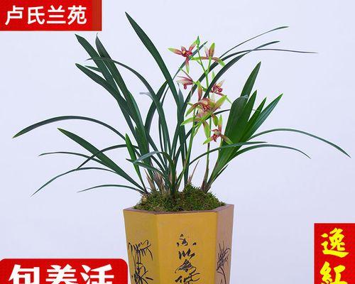 兰花草怎么养（有关兰花草养殖方法与技巧）