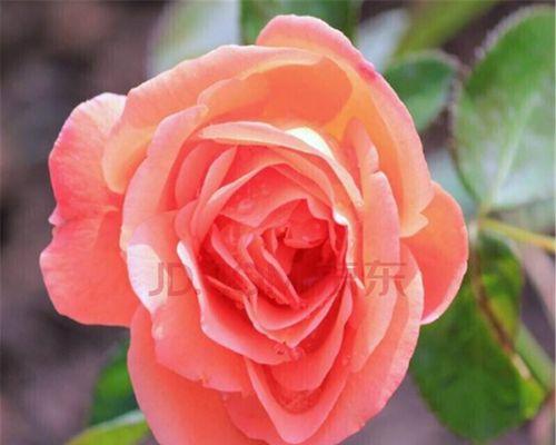 四季玫瑰怎么种植（玫瑰花的种植方法及养护）