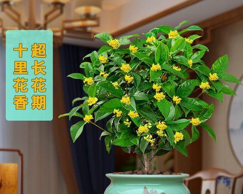 盆养桂花树的养殖方法（打造花园中的芳香天堂）