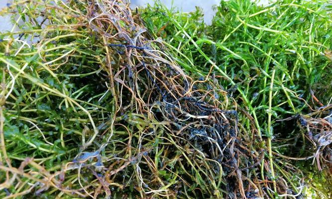 轮叶黑藻怎么种植（轮叶黑藻的养殖方法和注意事项）