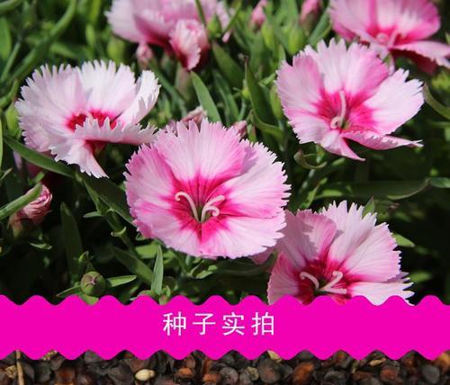 常夏石竹播种方法（打造花园中的常夏之花）
