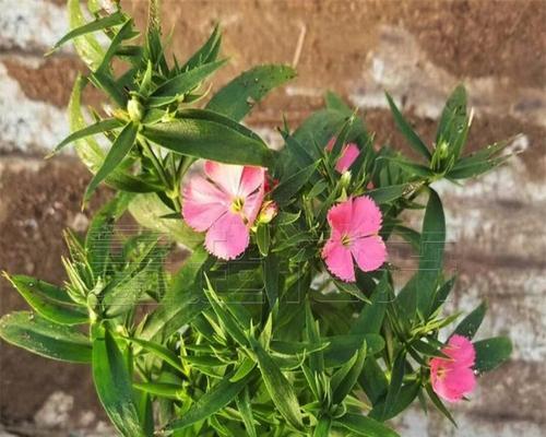 常夏石竹播种方法（打造花园中的常夏之花）