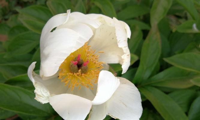 白芍花怎么养（白芍的种植和养护）