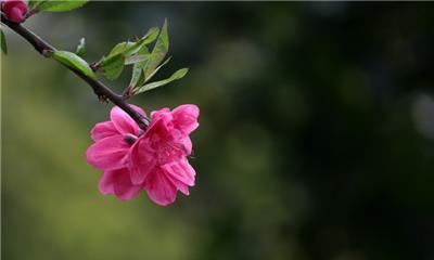 桃花的花语是什么（桃花的寓意和象征意义）