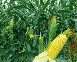 八月份种玉米晚不晚（玉米播种时间选择的关键因素及时间选择的要点）