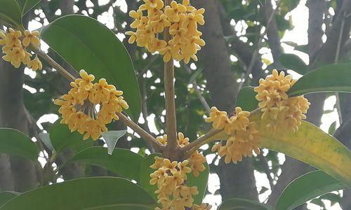 怎样栽培桂花树（桂花树的栽培技术要点）