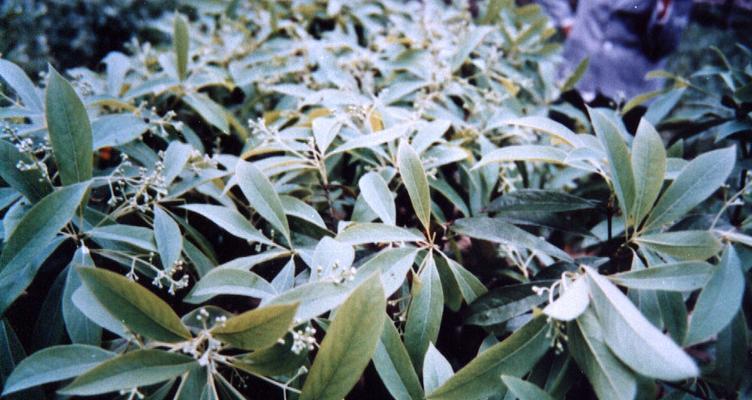 常绿阔叶树有哪些植物（有关常绿阔叶树的品种介绍）