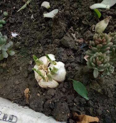 大蒜怎么种植方法（大蒜正确种植方法和时间）