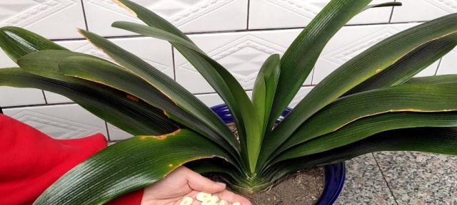 大蒜怎么种植方法（大蒜正确种植方法和时间）
