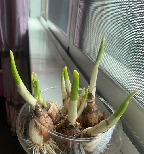 大蒜怎么种植方法（大蒜正确种植方法和时间）