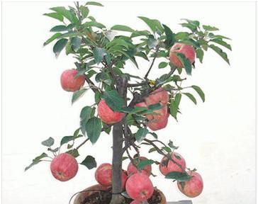 苹果盆景怎么养（详解苹果盆景栽培技术要点）