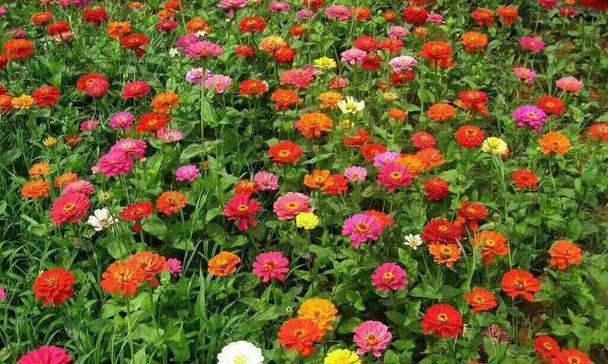 并蒂花长什么样（并蒂莲的花语和象征意义）