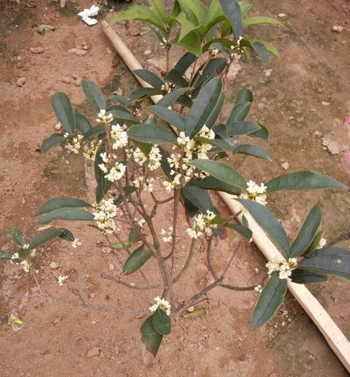 桂花树种子怎样育苗（桂花树种植技术要点）