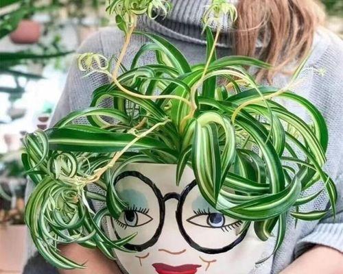 水养绿植有哪些（养护绿植的小妙招）