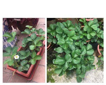家庭种草莓怎么管理（家庭阳台草莓种植技术）
