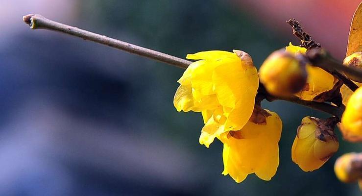 腊梅花什么季节开花（了解腊梅花开花的时间）