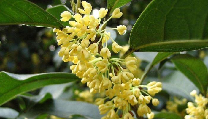 桂花树怎么种才能活（桂花树种植方法和技巧）