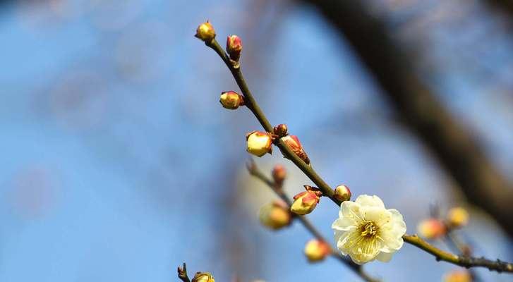 梅花种子怎么种（梅花种子种植方法步骤）