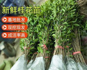 桂花树什么时候嫁接（桂花树嫁接时间和方法）