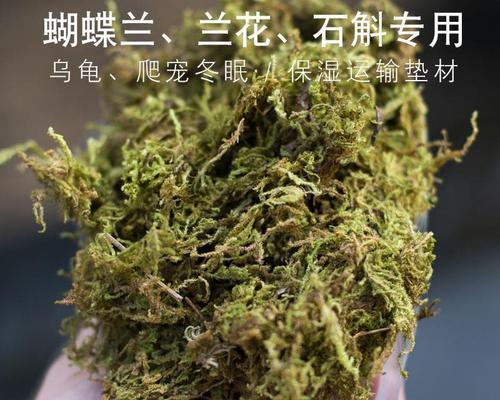 铁皮石斛用什么土种植（铁皮石斛栽培技术要点）